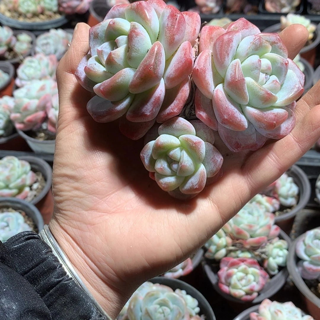 红领巾多肉哈哈哈哈