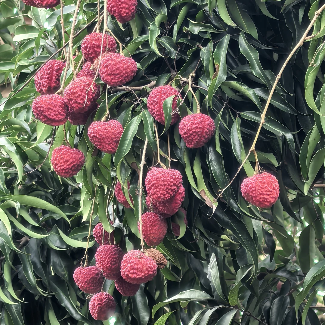 【顺丰包邮】漳浦正宗乌石蜜丁香桂味荔枝原产地发货