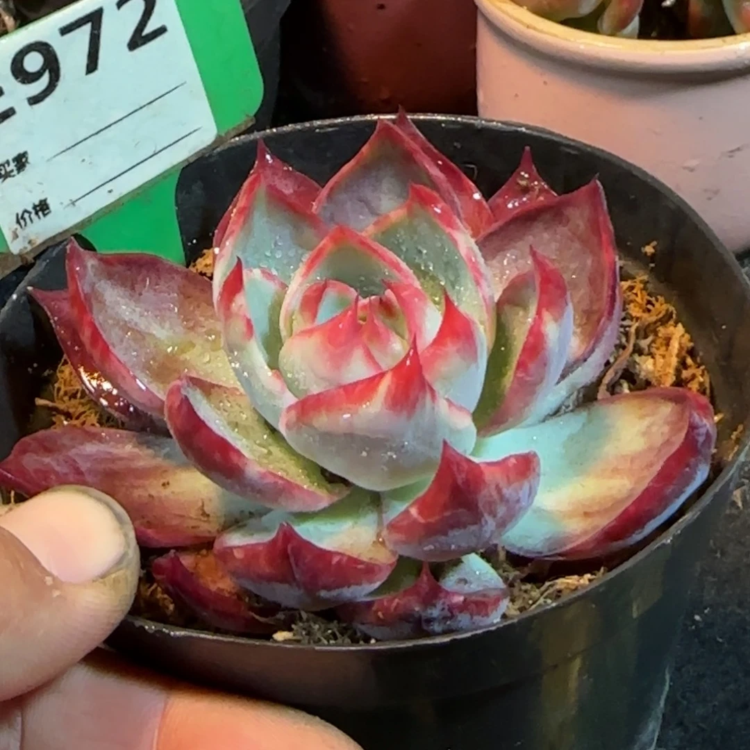 惊鸿一物一拍包装收缩花旱972