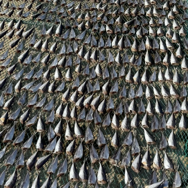 【顺丰、京东】荣成一卤鲜 3成干竹荚鱼干 3斤/4斤