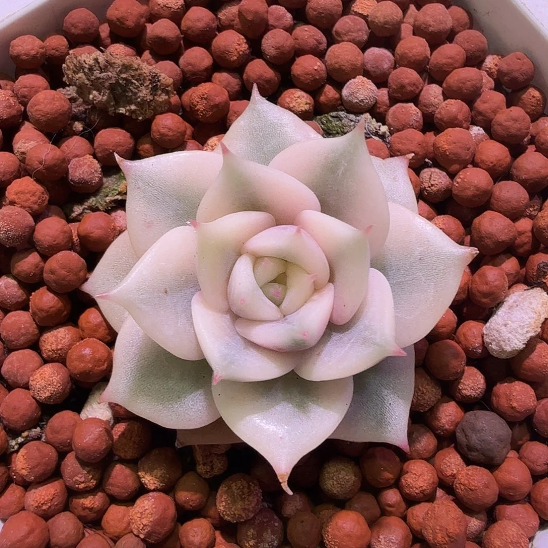 贝加尔湖锦，多肉植物