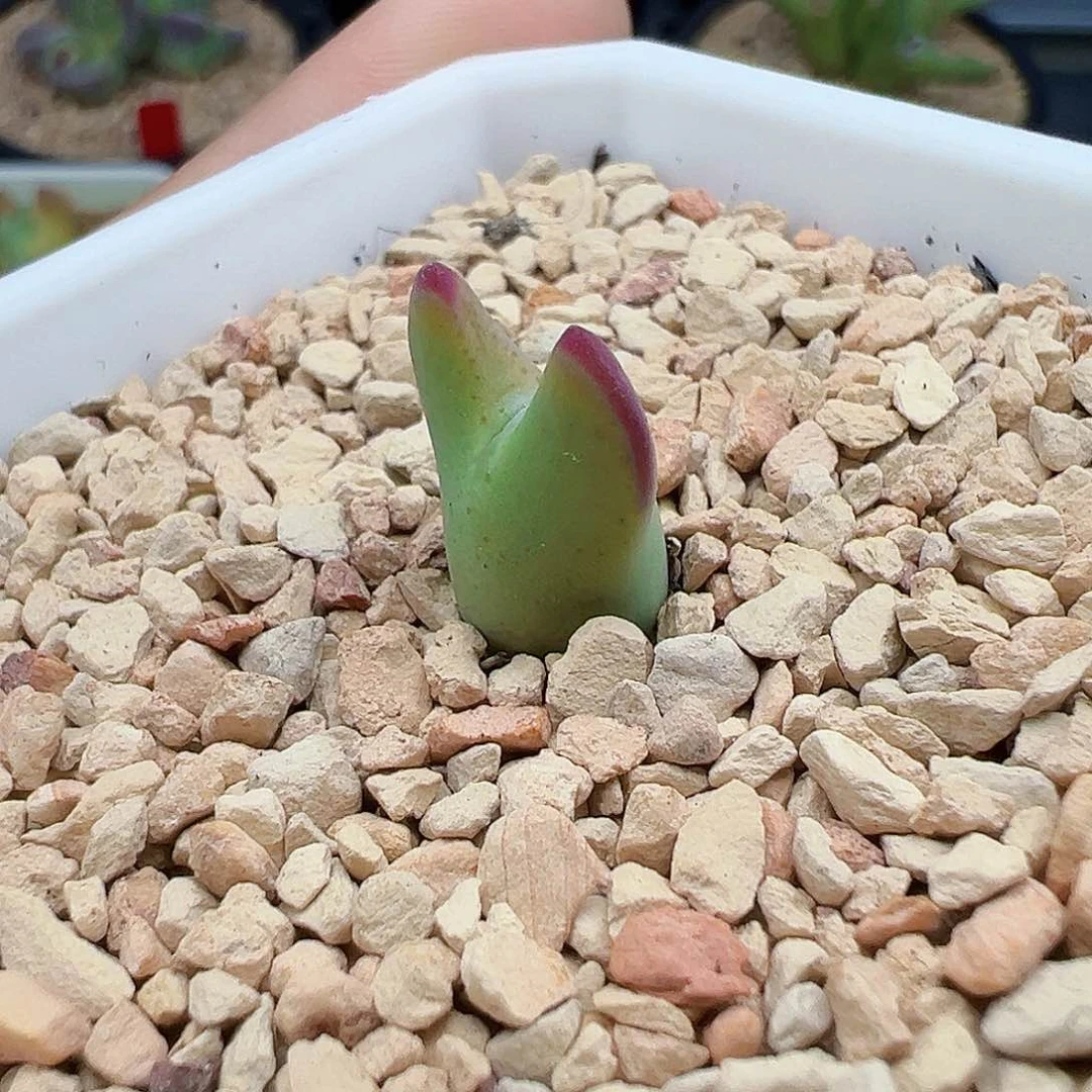 花友专拍 皮卡丘