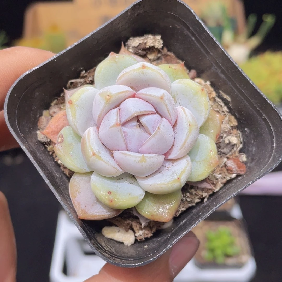 汉堡雪兔多肉9.9包邮发货