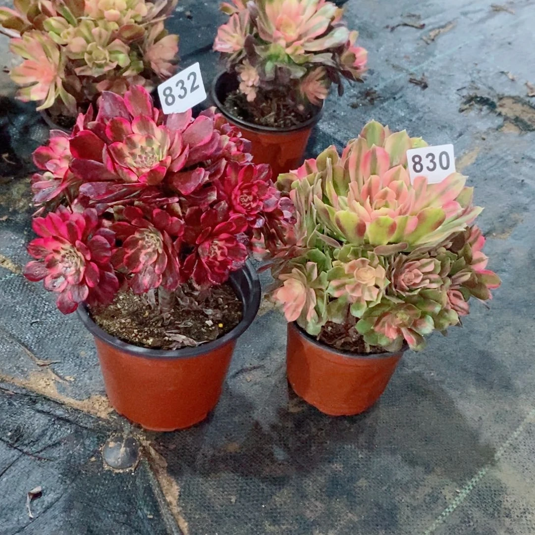 组合830832多肉1111