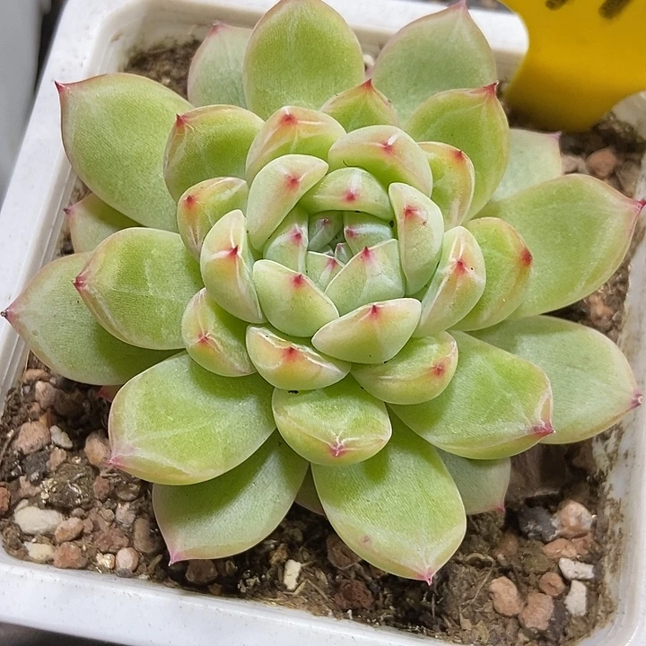 多肉植物雪花1102多肉