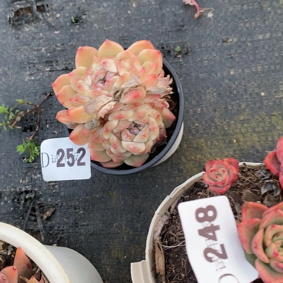 寶****ｇ252雪妍多肉植物