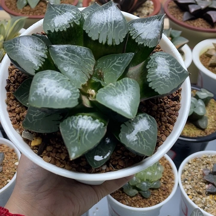 22 巨大化火凤凰克母本十二卷多肉