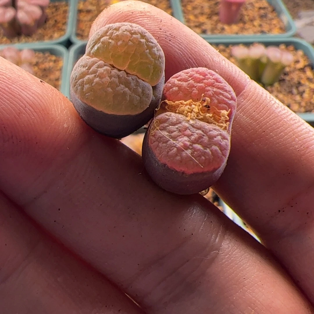 初***️两颗风铃玉 一颗微瑕 001