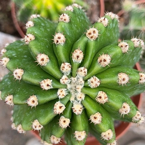 实生彩草短刺高绒319号