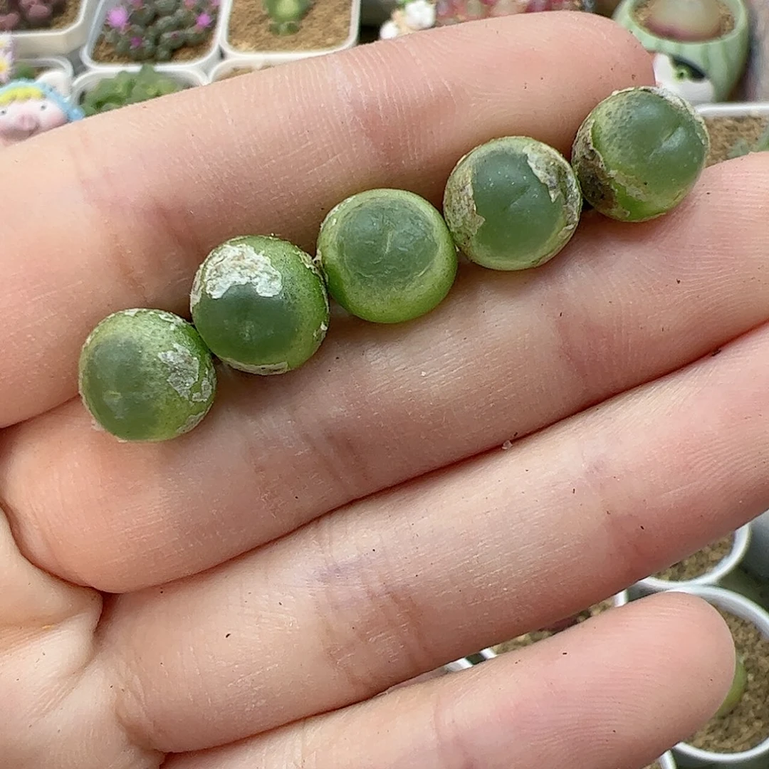 【闪购商品】59 紫皮拉登*5