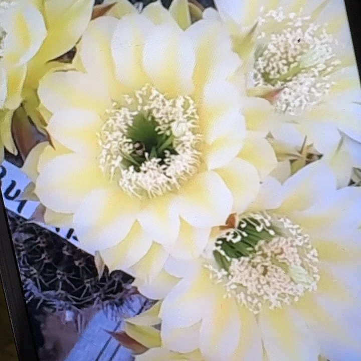 伊卡洛斯侧芽4公分彩草