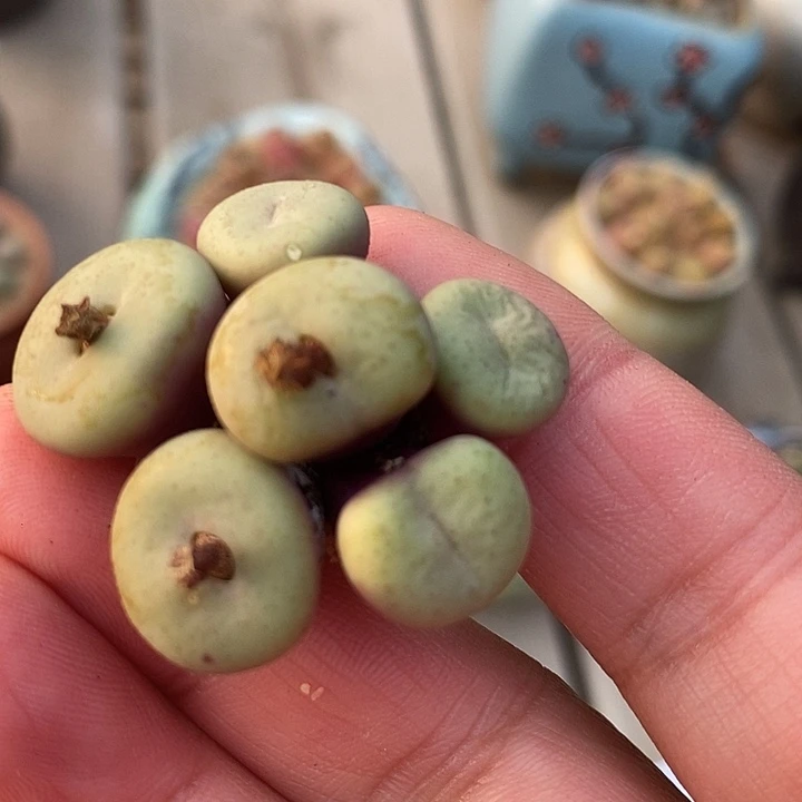 38501吕氏嘟嘟嘴群生