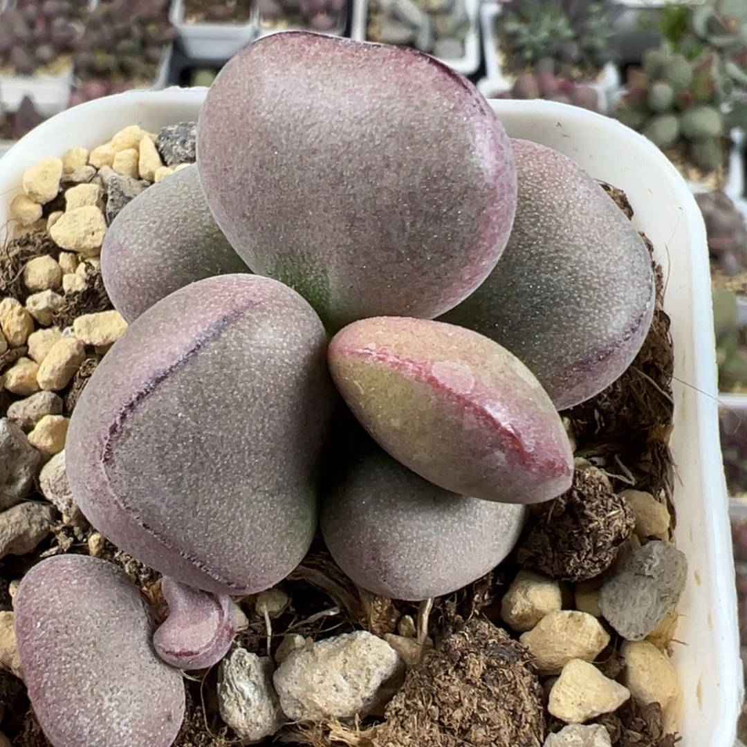 球球紫蛋多肉植物单头纯木质桩