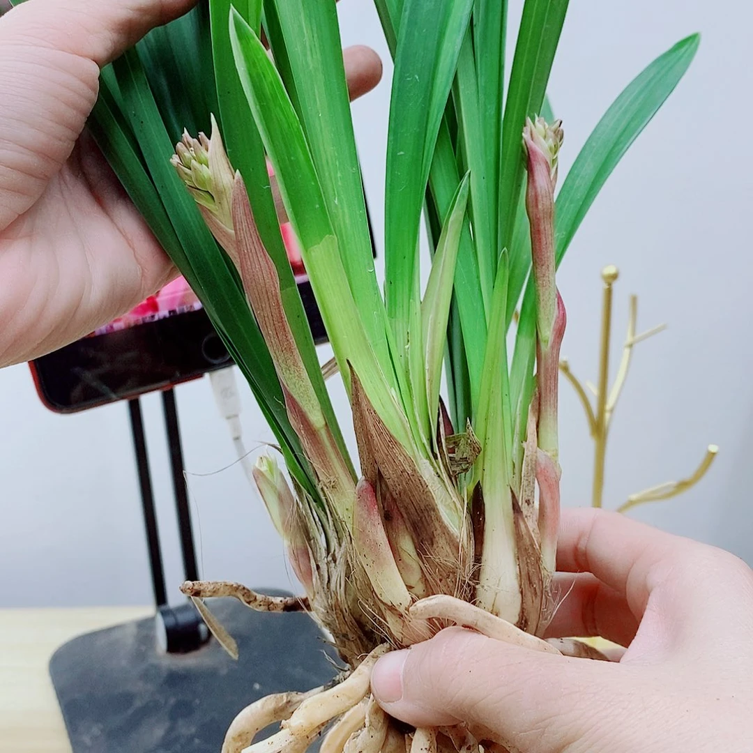 当前无花栽培后可以开花