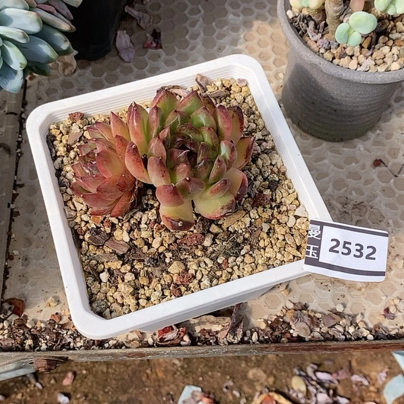 【闪购商品】水晶2532