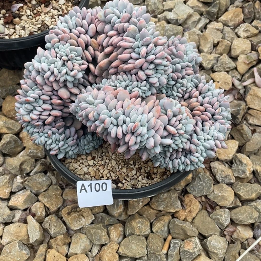 又***子100多肉植物多肉植物