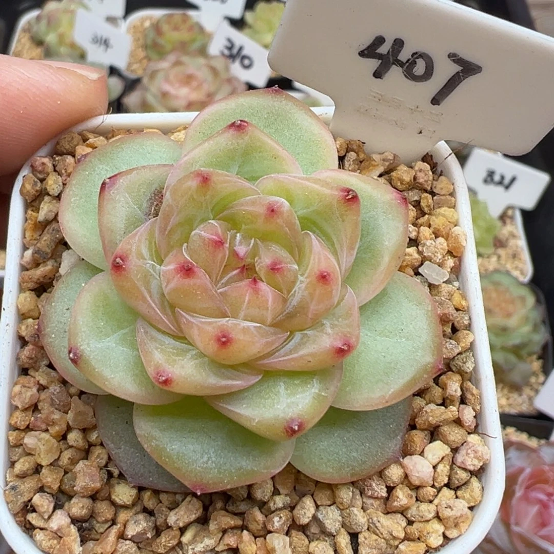 407号甜心628有叶伤