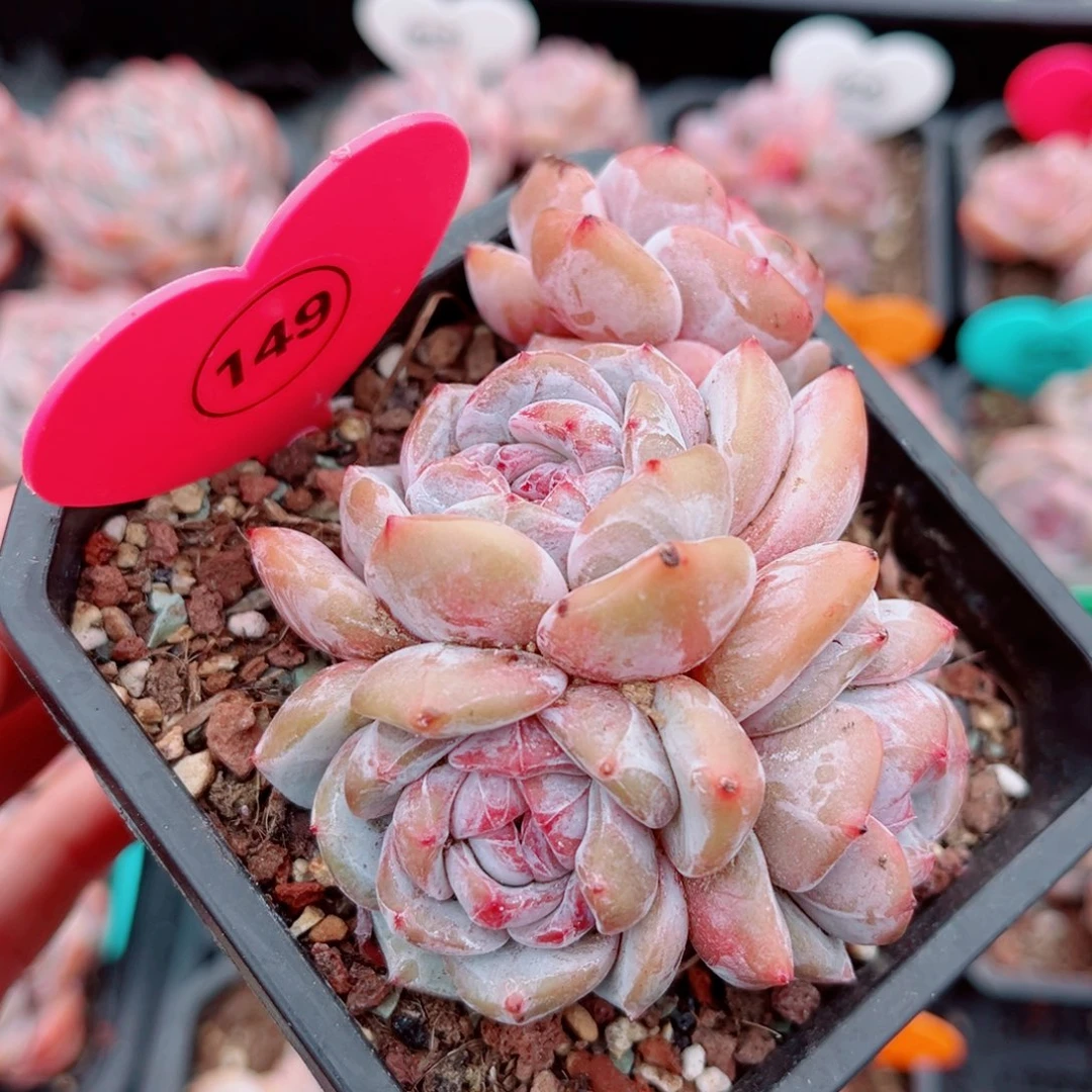 风靡园艺老桩石榴籽星影群