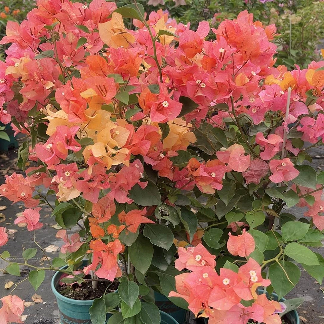 大部分花苞少量开放阿达娜带竹一颗