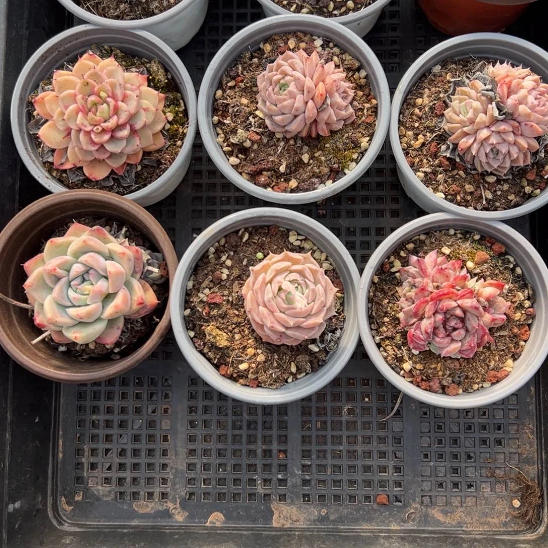 010。  发货带盆。     福利9颗