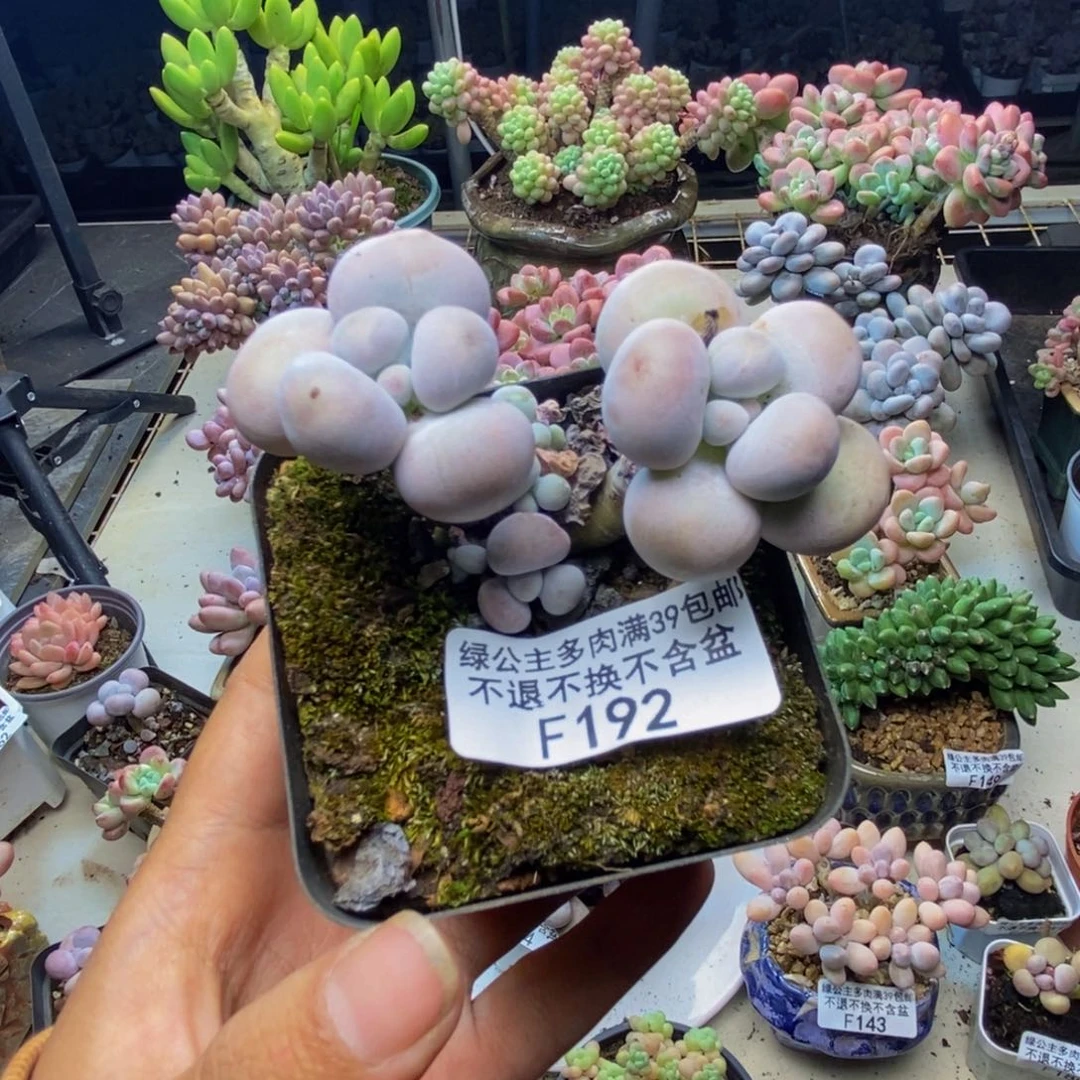192芭比奶多肉6c m