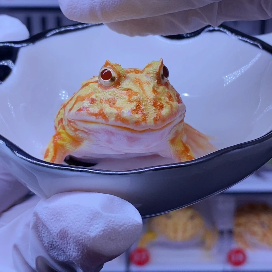 角蛙角蛙3-10cm闪购专享链接