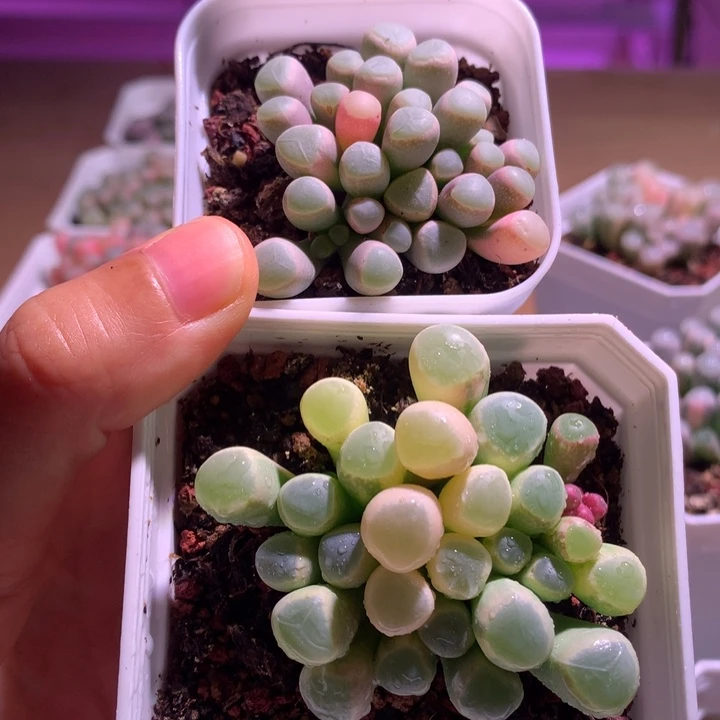 俞***悦五十铃玉锦成株1棵