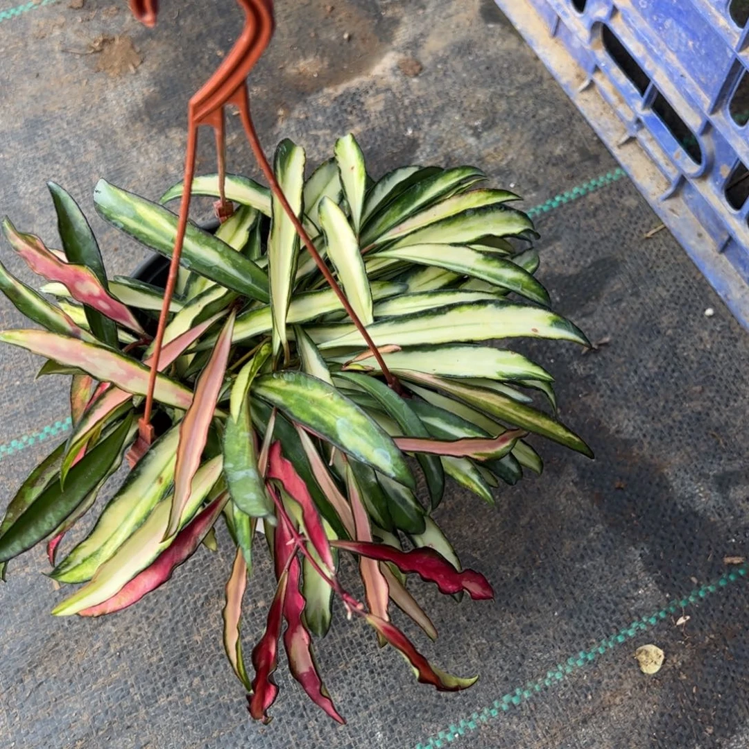 w***d完全开放冰糖球兰品种