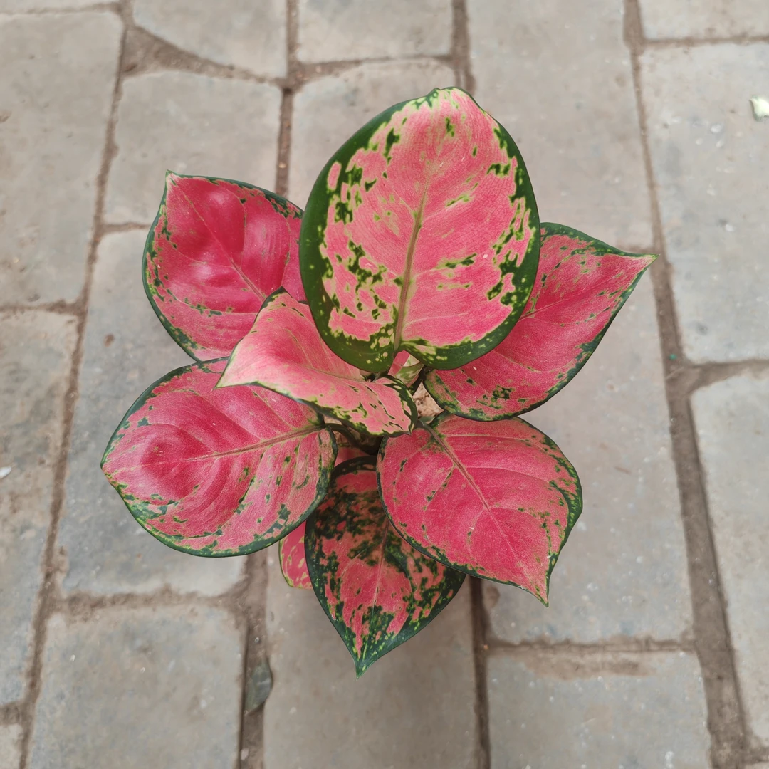 无土纯水培红颜吉利红如意皇后室内绿植盆栽