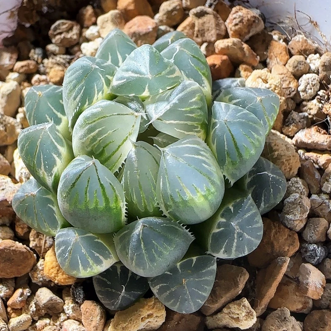 259号蓝光糊斑霓虹灯一物一拍带盆土