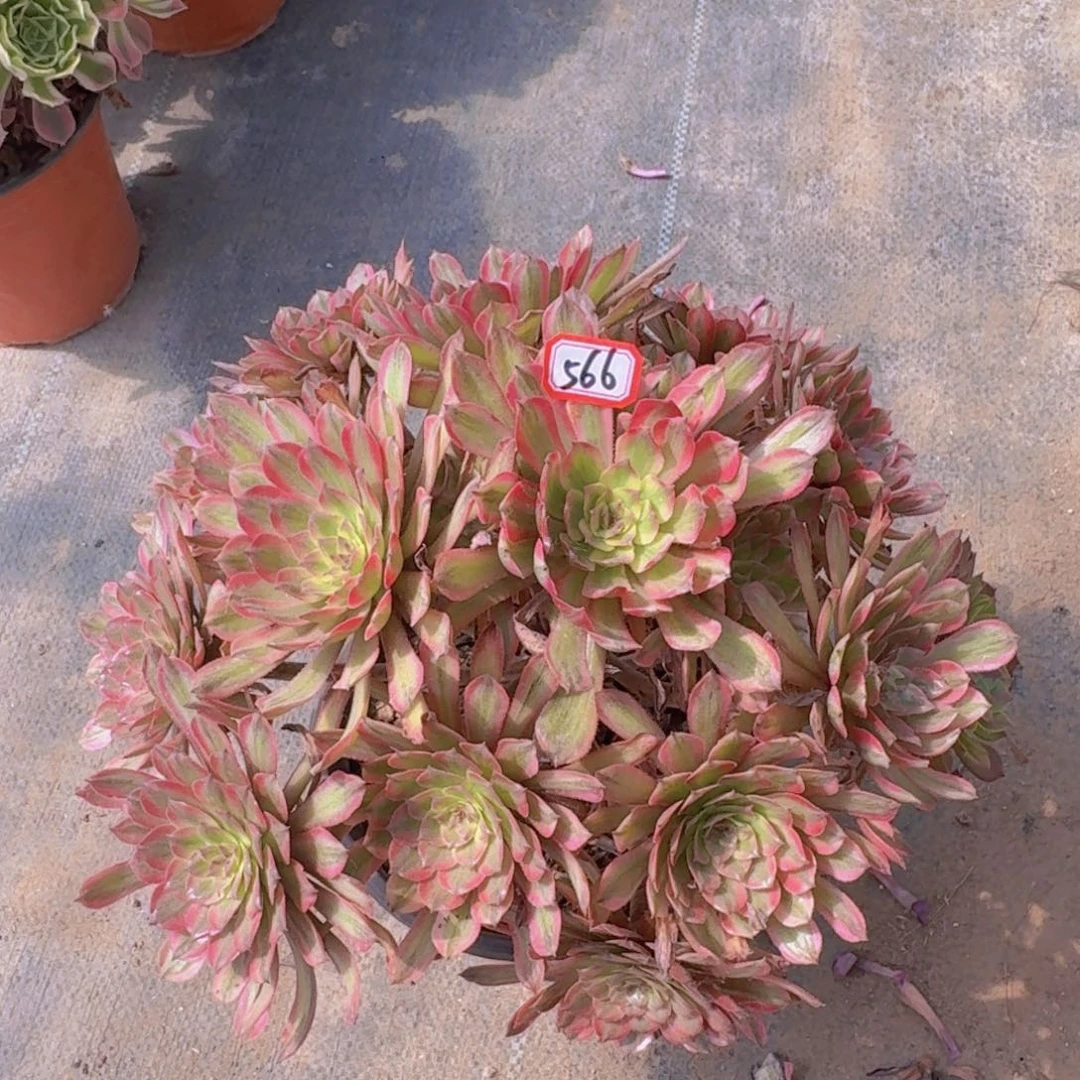 黄花梨566法师多肉