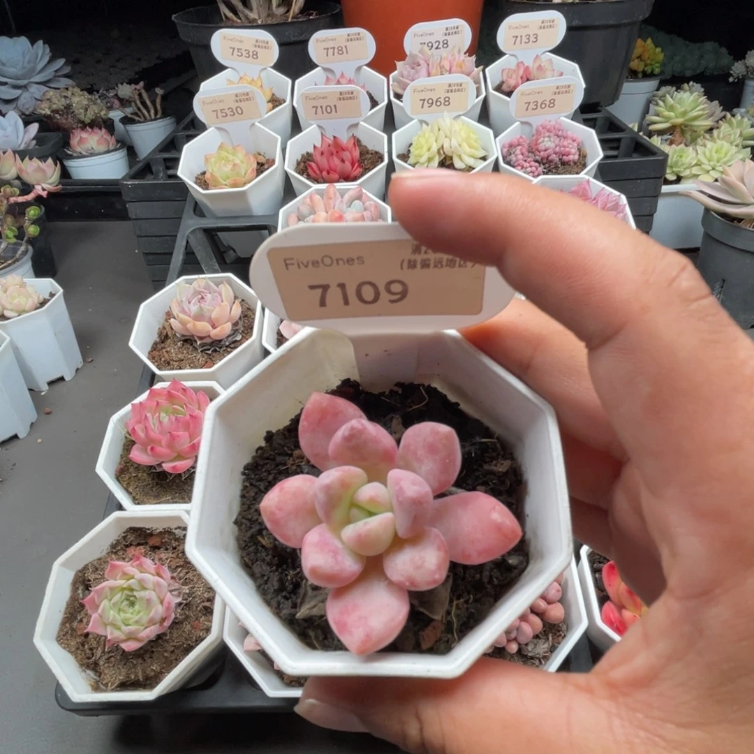 7109花斑鹿4.0厘米