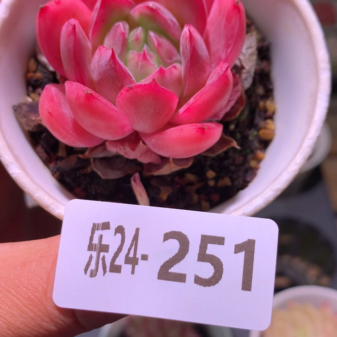 乐然24-251 新品 单头