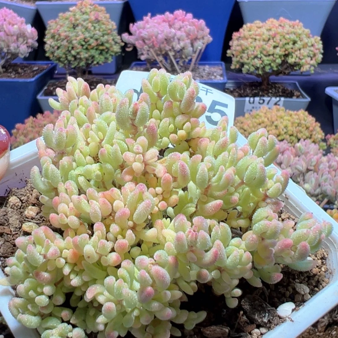 【闪购商品】d685红宝石锦枝干番杏