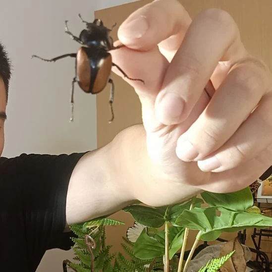 压棉发货圆翅锹形虫