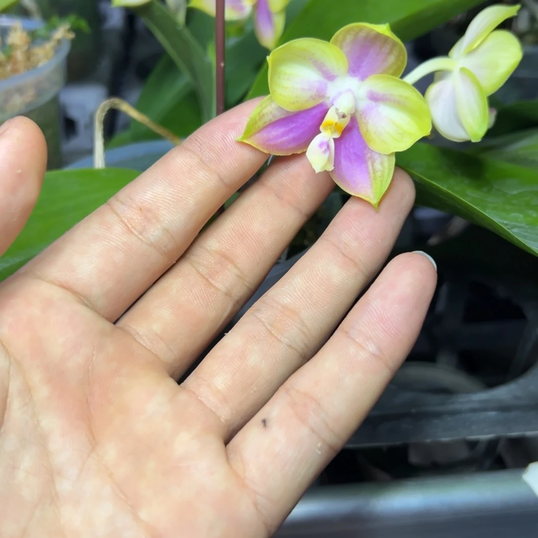 完全开放l739瑕疵三寸ys1184