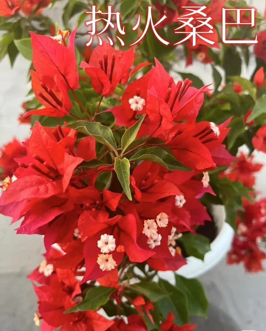 热火红桑巴三角梅小苗勤花四季开花室内室外包终生对版