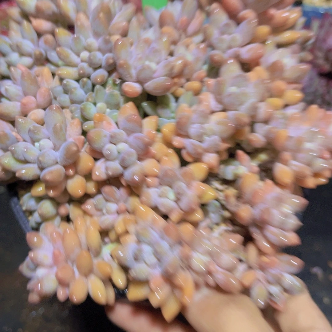 4647星黛露多肉植物