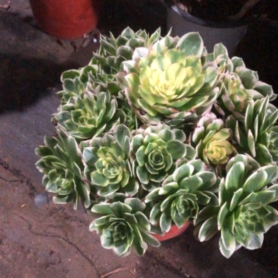 沐***地无花朵海王法师多肉植物239号