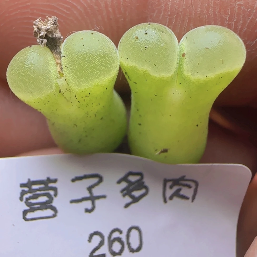 有一个有老伤。