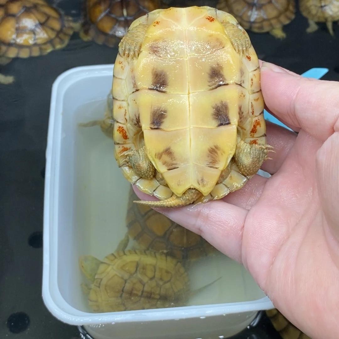 是****绿毛龟母小青龟。。。。。。