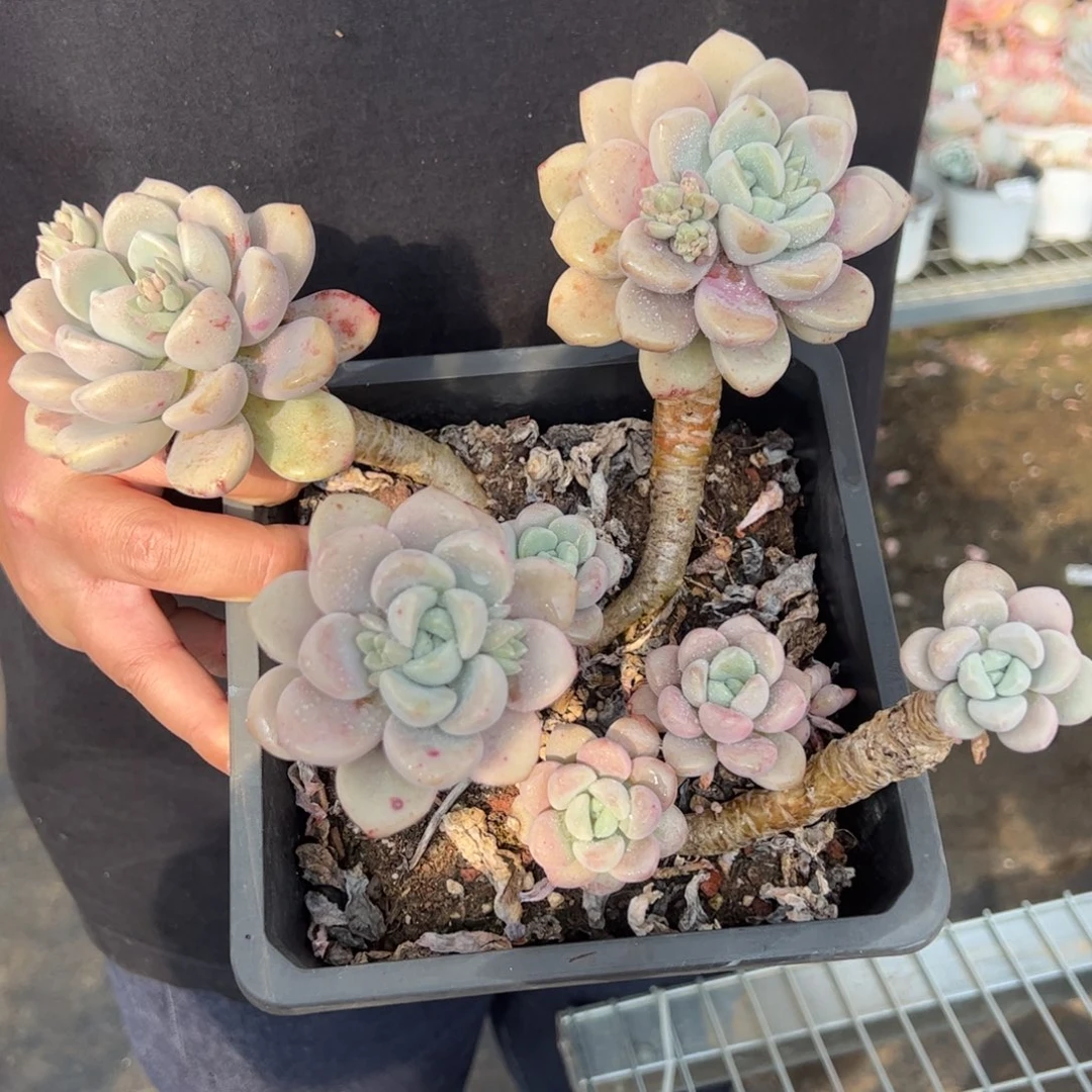 花瓣鹭五头起发整桩