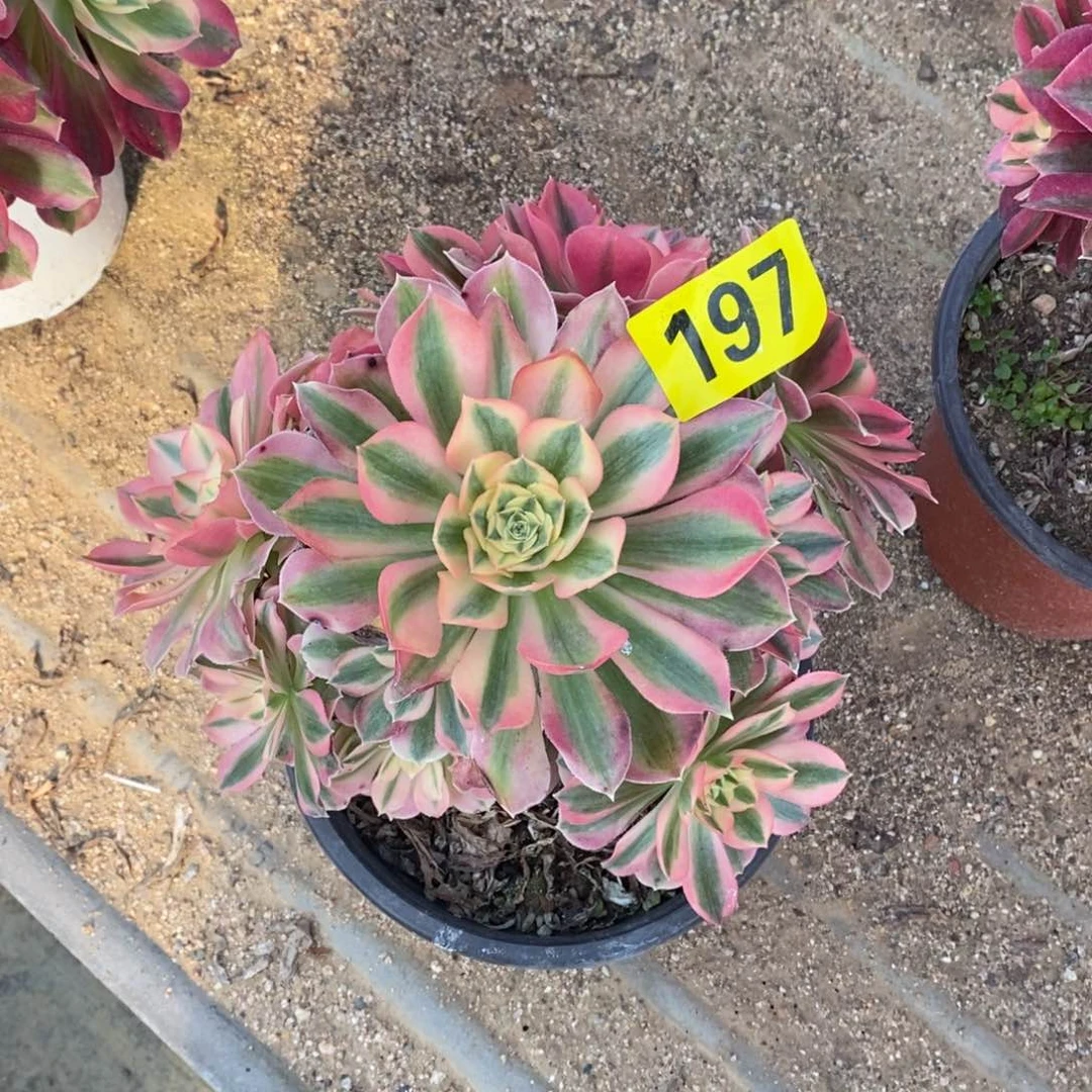 粉女巫多肉法师197