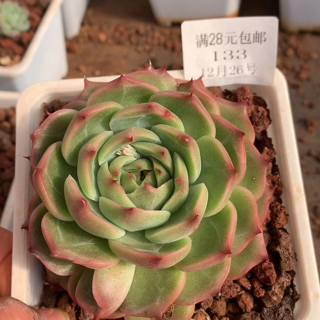 【闪购商品】云133