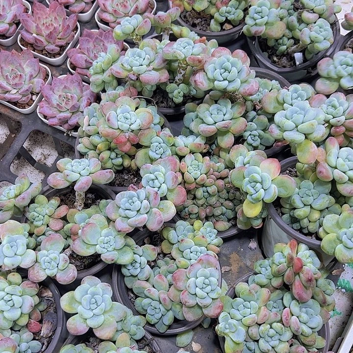 大劳尔19包邮多肉植物