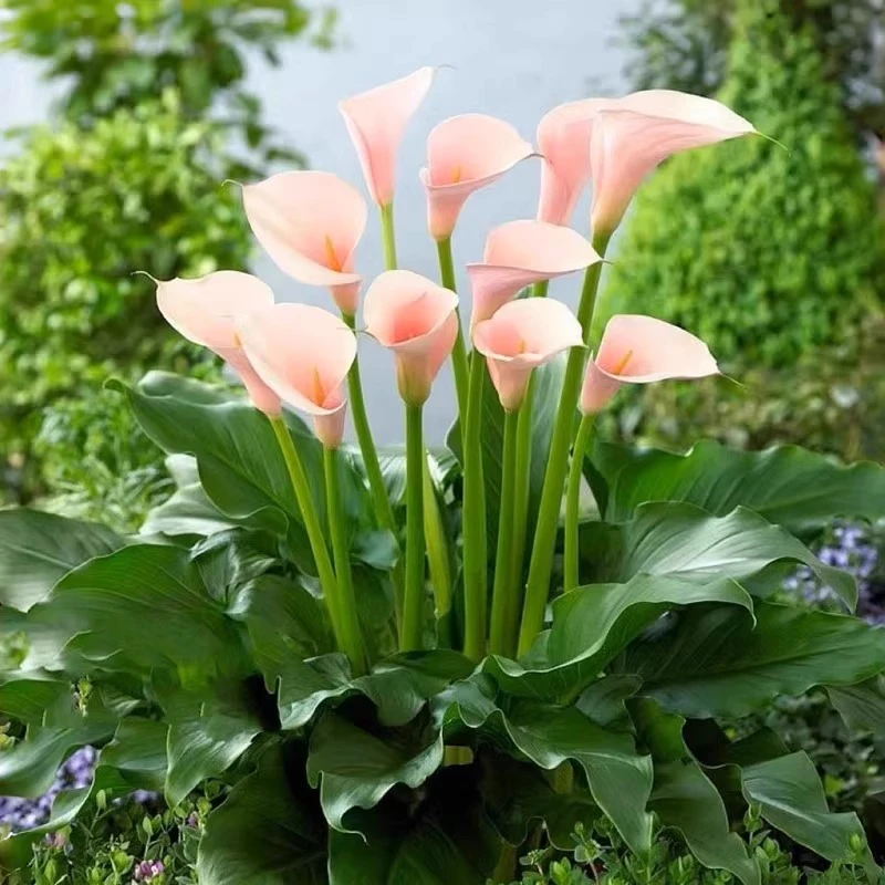 进口彩色马蹄莲种球花种花卉盆栽三季种易活开花不断阳台室内盆栽