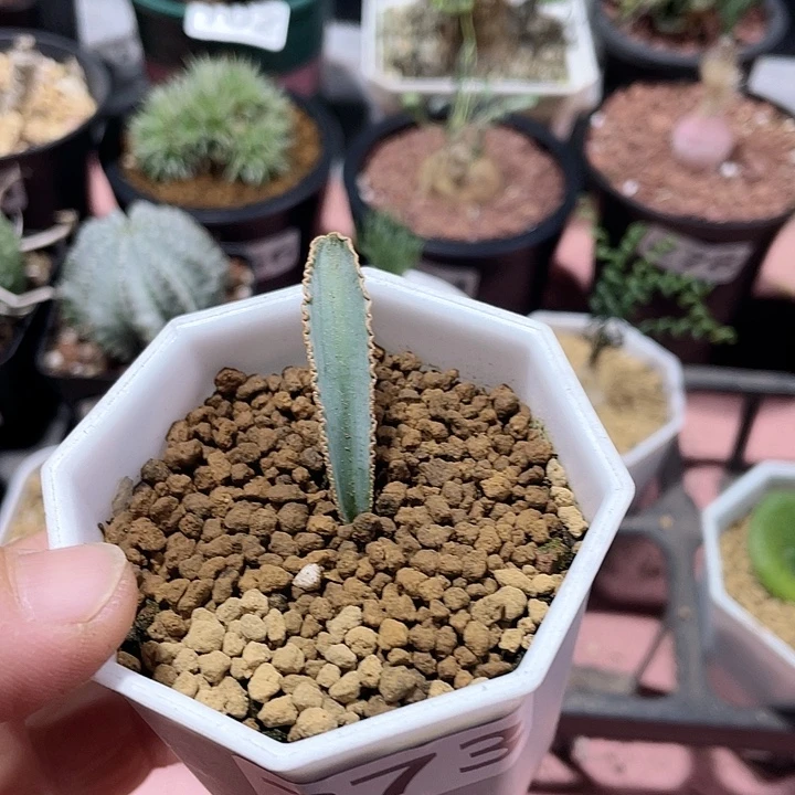 273蛞蝓波叶弹簧草