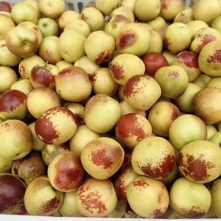 沧州脆冬枣大果5斤包邮