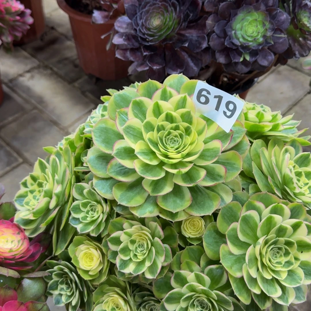 金***地多肉植物619玉资 法师