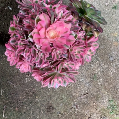 多肉植物粉女巫锦。